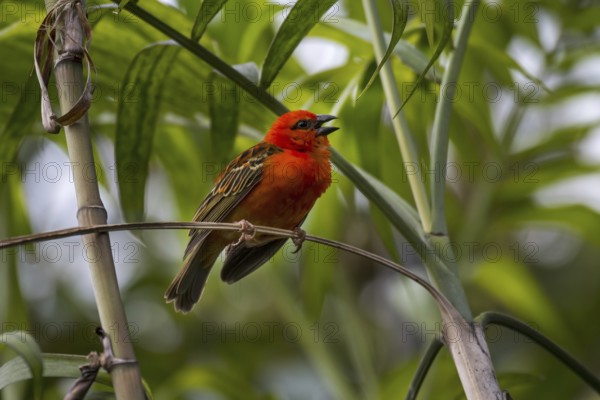 Red fody (Foudia madagascariensis), Madagascar fody, red cardinal fody, common fody, Madagascar