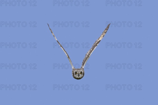 Short-eared owl (Asio flammeus) (Asio accipitrinus) in flight against blue sky