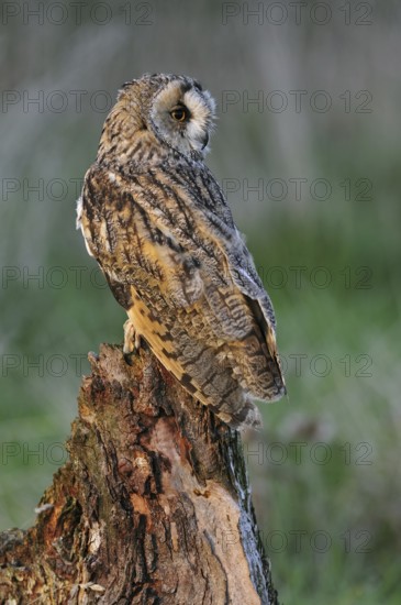 Long eared owl (Asio otus) perched on tree stump at forest's edge in evening light, England, UK