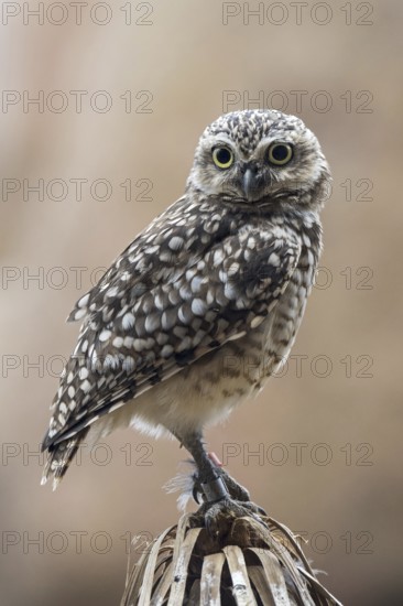 Burrowing owl (Athene cunicularia) native to North America and South America
