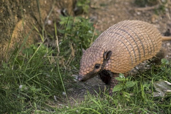 Yellow armadillo, six-banded armadillo (Euphractus sexcinctus) foraging at dusk, native to South