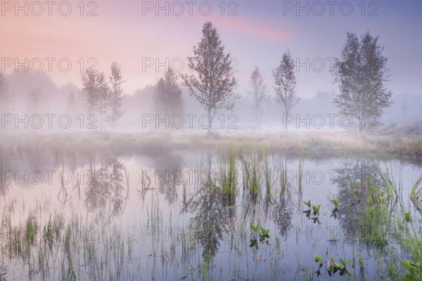 In a pink morning sky, wisps of mist form and birch trees are reflected in the water of the