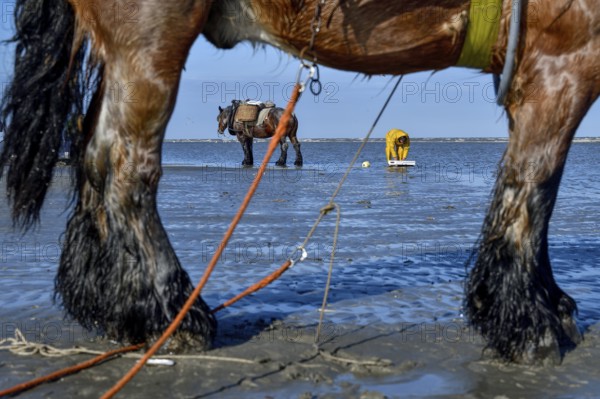 Horse fishermen catching Brown shrimp (Crangon crangon), Koksijde, North Sea coast, province of