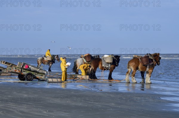 Horse fishermen catching Brown shrimp (Crangon crangon), Koksijde, North Sea coast, province of