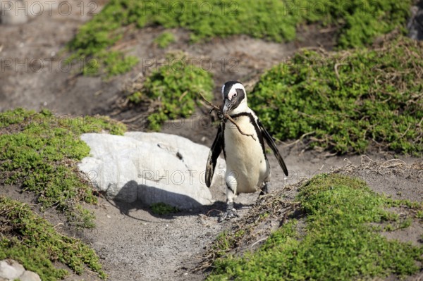 African penguin (Spheniscus demersus) with nesting material, Betty's Bay, South Africa, Africa
