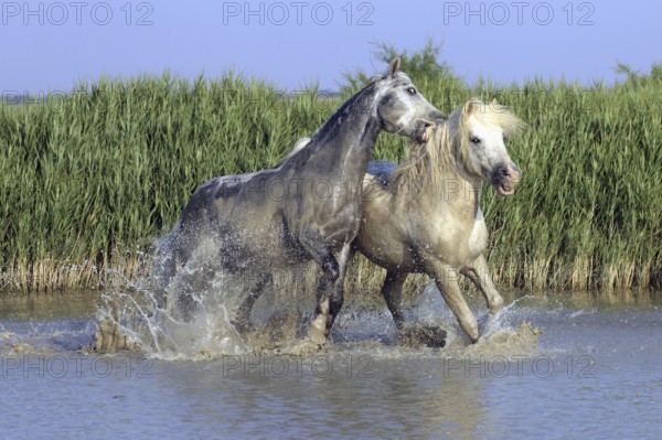 Camargue horses, stallions, Camargue, South of France, Camargue stallion, white stallion