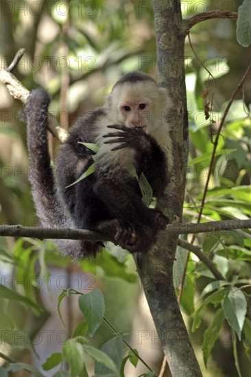 White-throated Capuchin, Roatan, Honduras (Cebus capucinus)