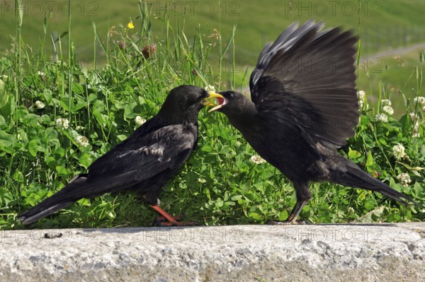 Alpine chough, yellow-billed chough (Pyrrhocorax graculus) feeding young birds in the Alps