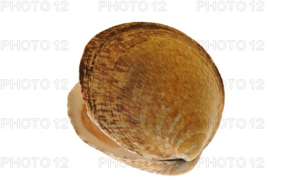Sea almond, dog cockle (Glycymeris glycymeris), Sea almonds, Common velvet mussels, Other animals,