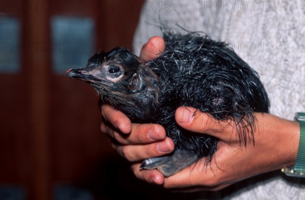 South african ostrich, chicks in human hands, ostrich farm, South Africa, South African ostriches