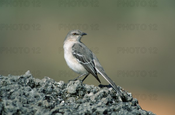 Northrn Mockingbird, Florida, USA (Mimus polyglottus), Mockingbird, Florida, USA, North America