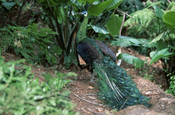 Green Peafowl (Pavo muticus), male, Aehrentraegerpfau, maennlich, Ährenträgerpfau, Asien, asia,