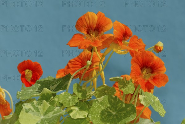 Garden nasturtium (Tropaeolum majus), flowers, ornamental plants, Nasturtium family, Tropaeolaceae,