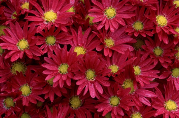 Bushy Aster (Aster dumosus)