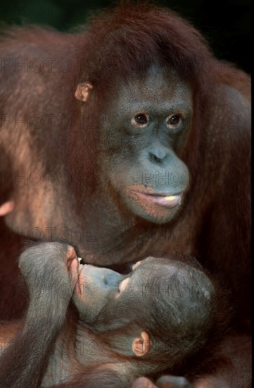 Bornean orangutan (Pongo pygmaeus), female with young, female with young