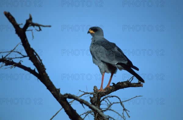 Pale song goshawk, Samburu Game Reserve, Kenya, pale chanting goshawk (Melierax canorus), Samburu