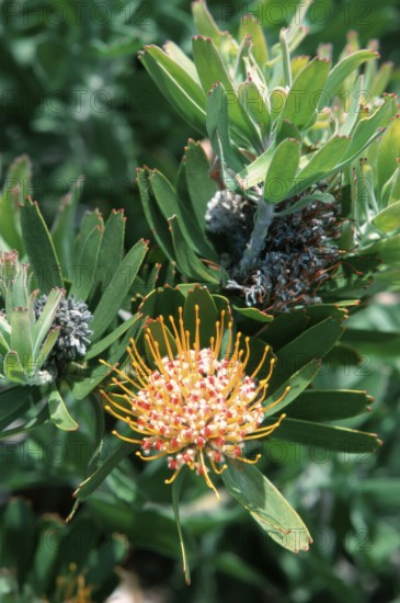 Tuffed Pincushion (Leucospermum), pincushion