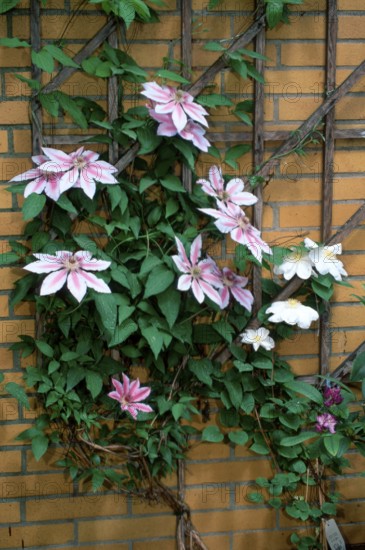 clematis