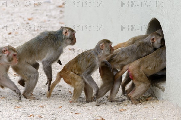 Rhesus (Macaca mulatta) Monkeys, going into shelter, zoo