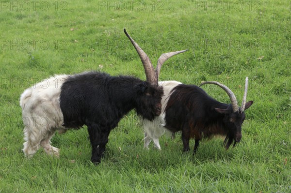 Valais goat, Pair, Domestic goat, Goat, Billy goat