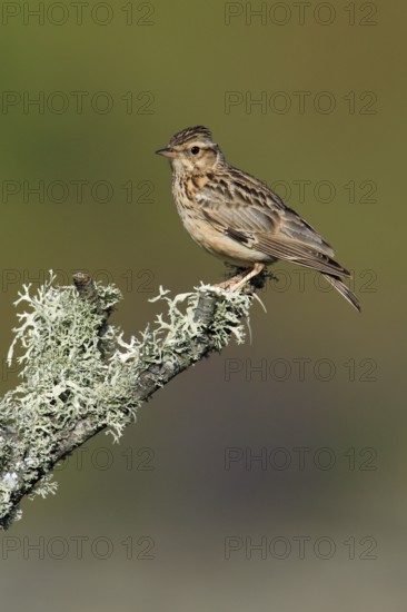 Woodlark (Lullula arborea), lark, larks, lateral, Portugal, Europe