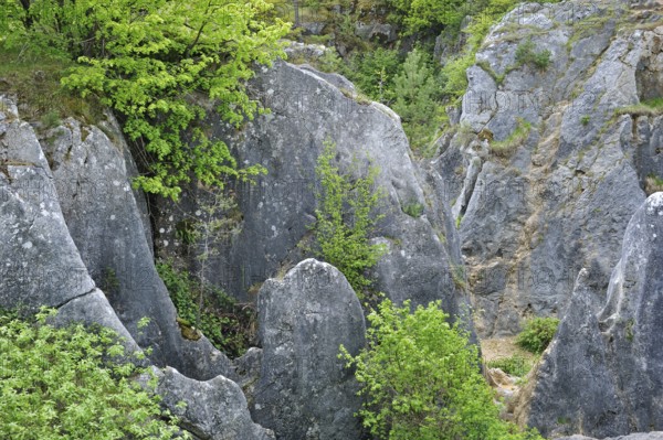 Eroded rocks of a gorge in the Fondry des Chiens nature reserve, a sinkhole near Nismes in