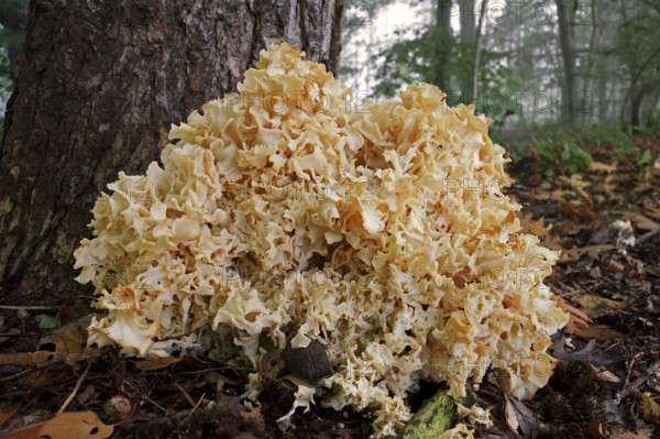 Wood cauliflower fungus (Wood Cauliflower crispa), Fat hen, Mushroom, Cauliflower fungus