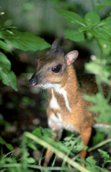 Lesser Malay Mouse Deer (Tragulus javanicus)