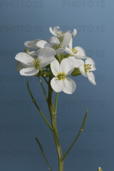 Rockcress (Arabis caucasica)