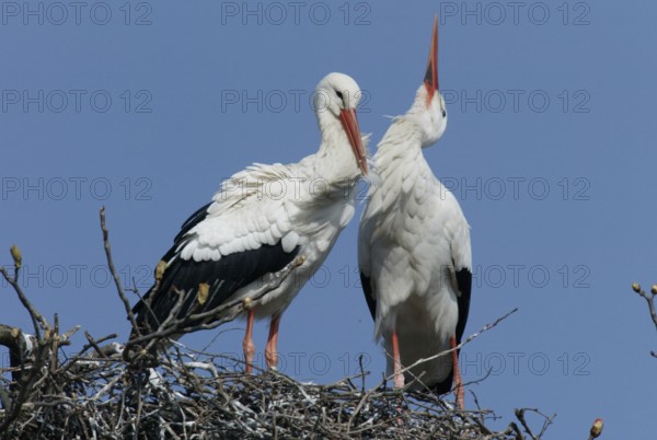 White Storks (Ciconia ciconia), pair, Germany, Europe
