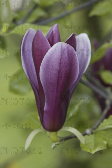 Magnolia (Magnolia) blossom