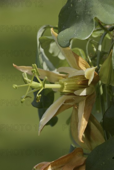 Passion Vine (Passiflora aurantia) Flower, blossom