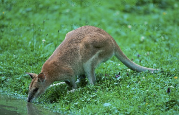Agile Wallaby (Macropus agilis), side