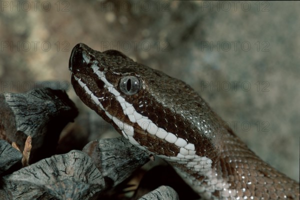 Arizona Ridge-nosed Rattlesnake, Arizona, USA (Crotalus willardi willardi), poisonous