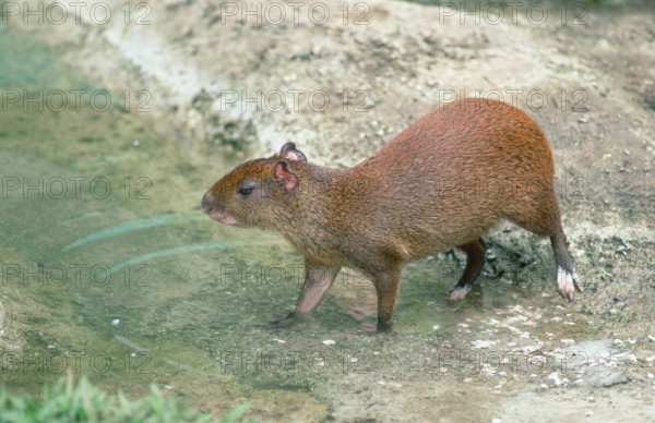 Central American (Agouti) (Dasyprocta punctatus)