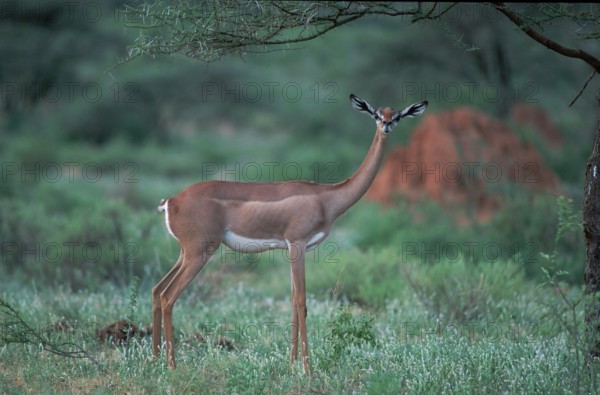 Gerenuk (Litocranius walleri), female, Samburu Game Reserve, Kenya, Africa