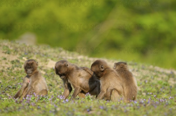 Djeladas (Theropithecus gelada) young, blood-breasted baboon