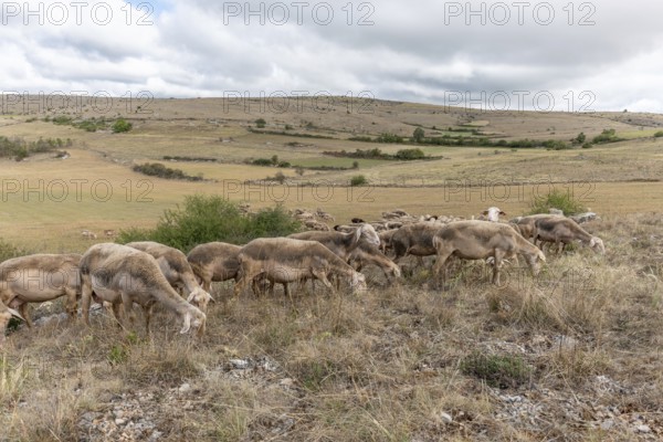 Herd of sheep in a large pasture on the causse mejean in the cevennes. Aveyron, France, Europe