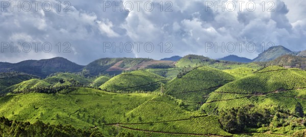 Kerala India travel background, panorama green tea plantations in Munnar with low clouds, Kerala,