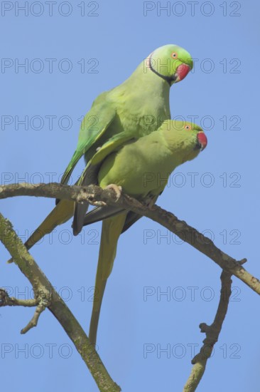 Two collared parakeet (Psittacula krameri), copulation, male, female, parakeet, parrot, Luisenpark,