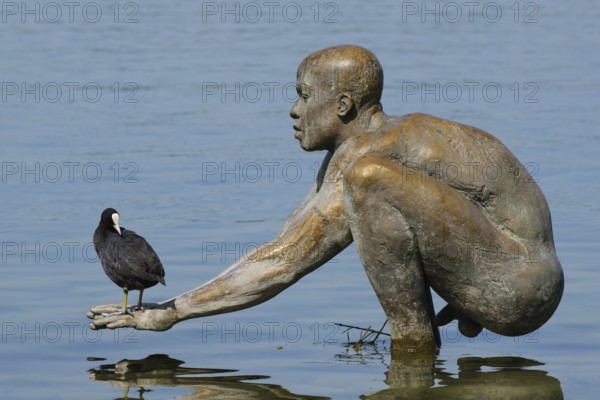 Sculpture El Ninio by Ubbo Enninga, common coot (Fulica atra) on hand, Radolfzell, Lake Constance,