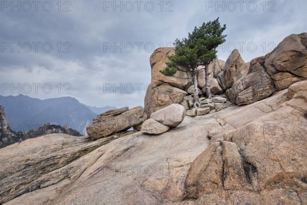 Rock with pine trees in cloudy weather. Seoraksan National Park, South Korea, Asia
