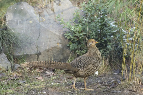 Golden pheasant (Chrysolophus pictus), female, captive