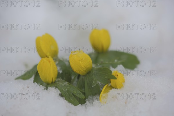 Four Southern European winter aconite (Eranthis hyemalis) in the snow, winter, Luisenpark,
