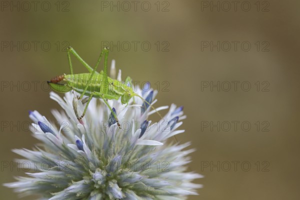 Female common plumage cricket (Isophya krausii) at globe thistle defecating, plumage cricket,