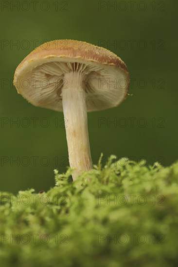 Ringless ringless honey fungus (Armillaria tabescens), moss, emthal, Eppstein, Taunus, Hesse,