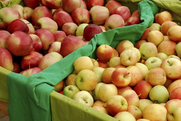 Apples 'Gloster' and 'Gala', apple