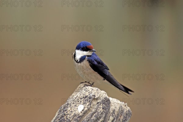 White-throated Swallow, South Afrika (Hirunda albigularis)