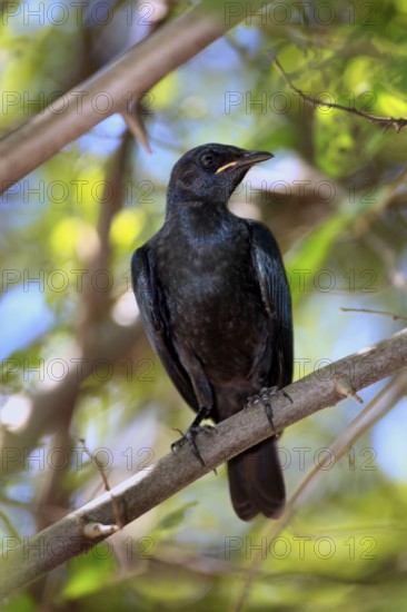 Young Red-shouldered Glossy Starling (Lamprotornis nitens), Kruger national park, South Africa,