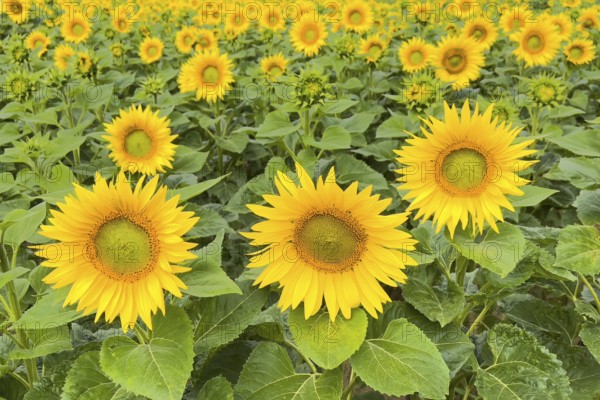 Sunflower (Helianthus annuus) Sunlight, blossom, summer feeling, blossoming sunflower field, Middle